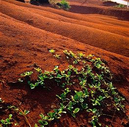《符文工房：龙之天地》全球销量突破50万份 官方发图庆祝！